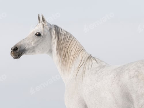 Preview: arabian, horse, mare, stallion, riding