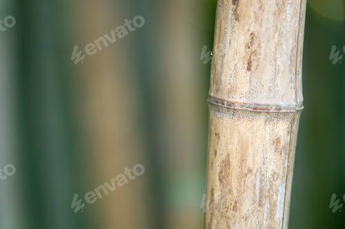 Preview: Green and brown Bamboo detail