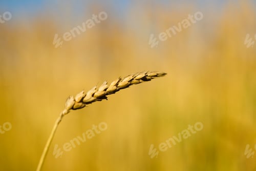 Preview: Wheat field on a summer sunny day