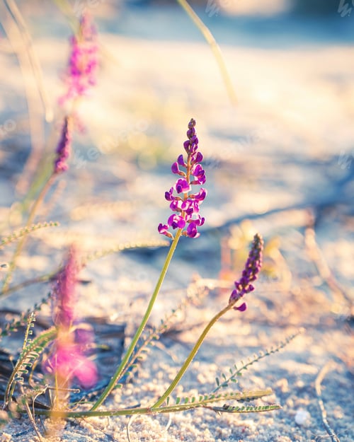 Preview: Vertical shot of small purple lupine flowers (Lupinus) on a sunny day on the blurred background