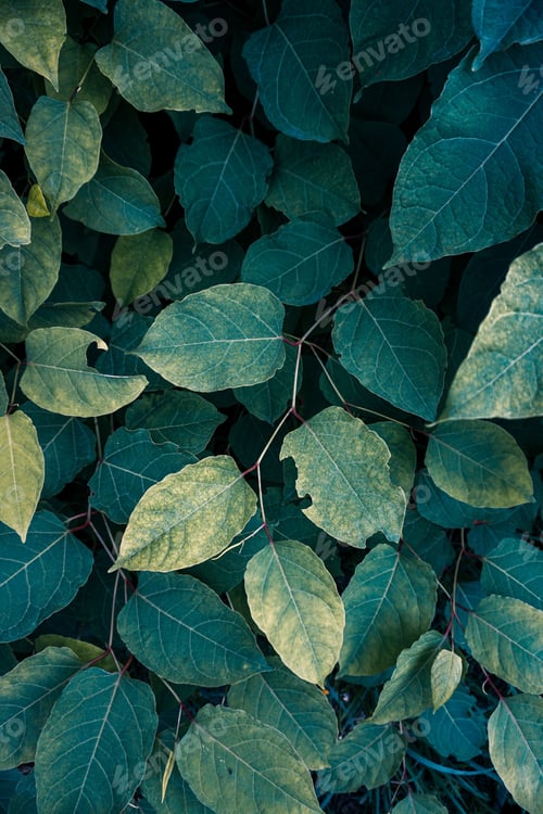Preview: Close-up shot of a lush and flourishing foliage featuring multiple leaves in varying shades of green