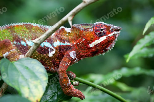 Preview: chameleon, reptile, pet, coloured, colours