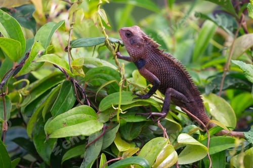 Preview: Exotic lizard