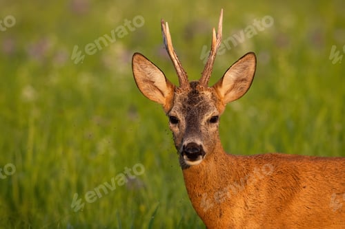 Preview: Detail of roe deer looking on green meadow in summer