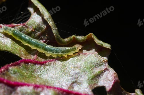 Preview: Close-up a caterpillar on the vegetable leaf