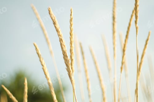 Preview: Grass in sun