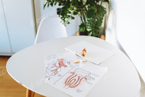 Preview: two drawings diagram location anatomy dental section and the human respiratory organ lungs