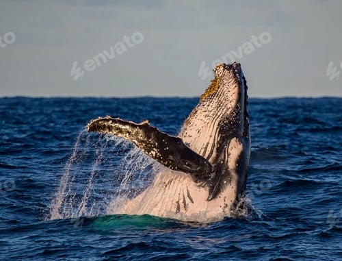 Preview: Humpback whale breach in golden light on a sunset whale watching cruise, Sydney, Australia