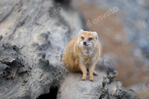 Preview: yellow mongoose - really clever and cute prairie animal