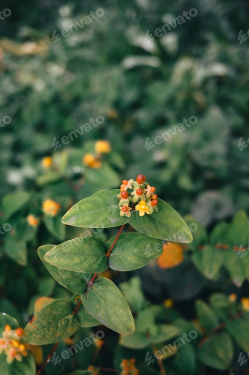 Preview: Close-up of a green plant with small yellow and red flowers in a garden