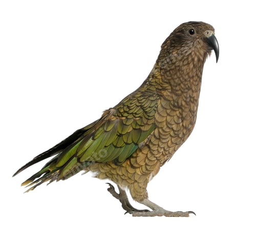 Preview: Portrait of Kea, Nestor notabilis, a parrot in front of white background