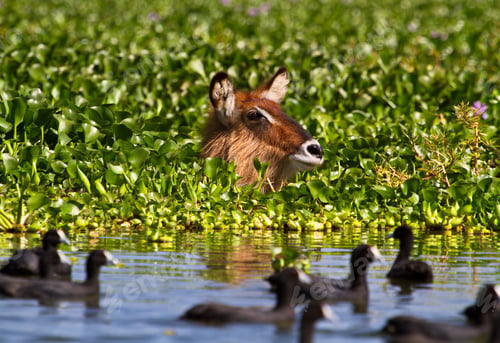 Preview: Ducks and a deer swimming in the lake with green vegetation on the background