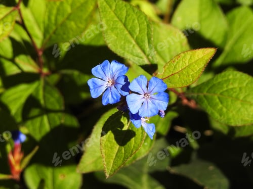 Preview: Little blue flowers