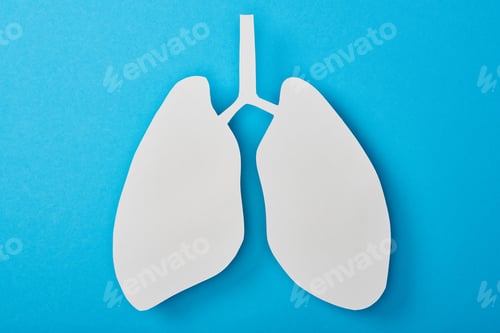 Preview: top view of empty white lungs model isolated on blue