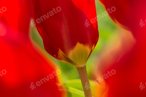Preview: Colorful flowers