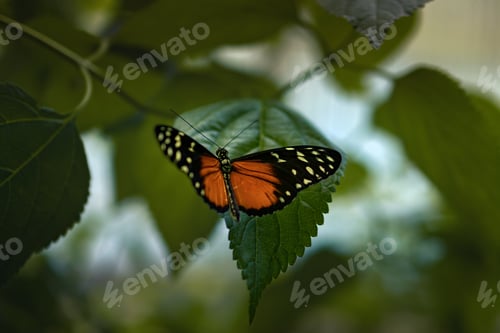 Preview: Vibrant tithorea butterfly perched on a green leaf among foliage
