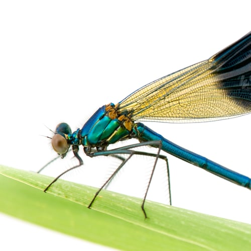 Preview: Banded Demoiselle - Calopteryx splendens