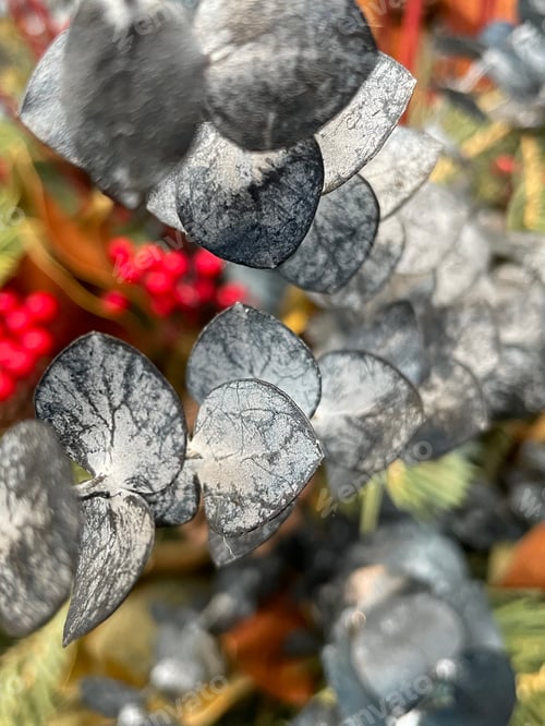 Preview: Plants