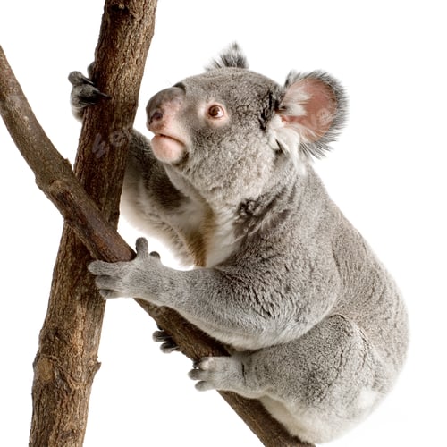 Vorschau: Koala
