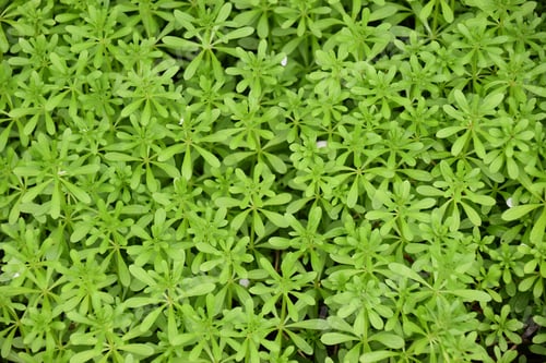 Preview: Galium odoratum close up