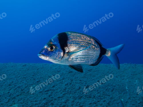 Vista previa: Two-banded sea bream from Larnaca, Cyprus