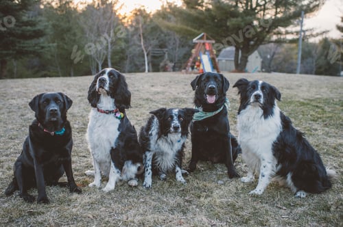 Preview: Five dogs sitting in a row, outdoors
