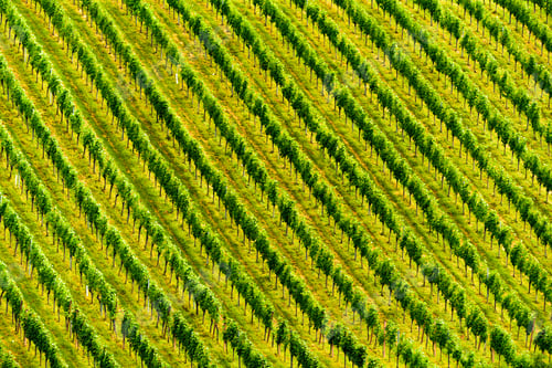 Preview: Grapes plantation green rows pattern