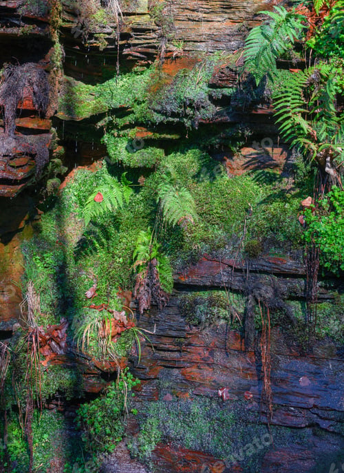 Preview: Moss ferns and duckweed on a wet orange shale wall