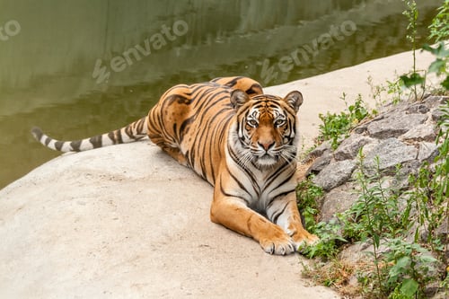 Preview: Tiger resting in the nature near the water