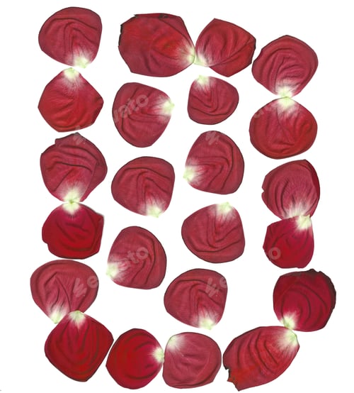 Preview: rose petals