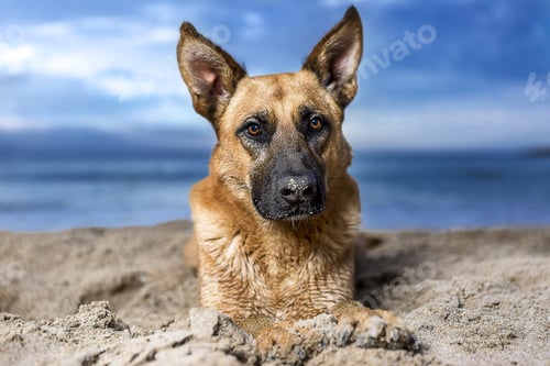 Preview: Closeup shot of a German Shepherd dog on a seascape background