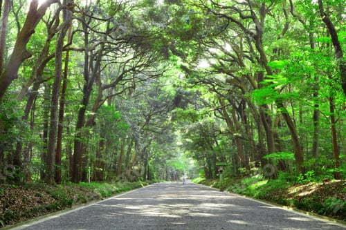 Preview: Pathway in forest