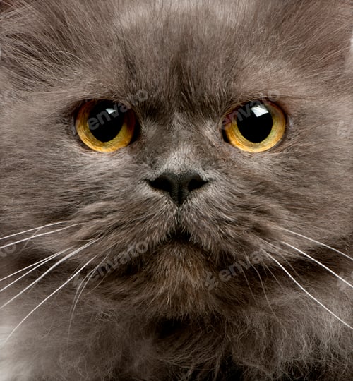 Preview: Close up of grey cats face