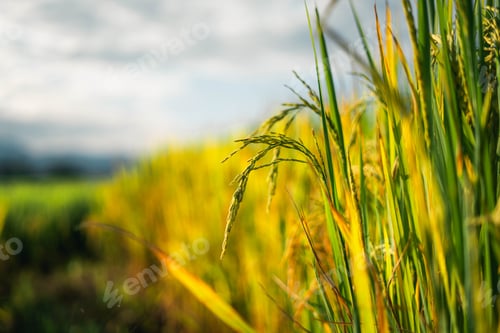 Preview: rice and rice fields in the countryside
