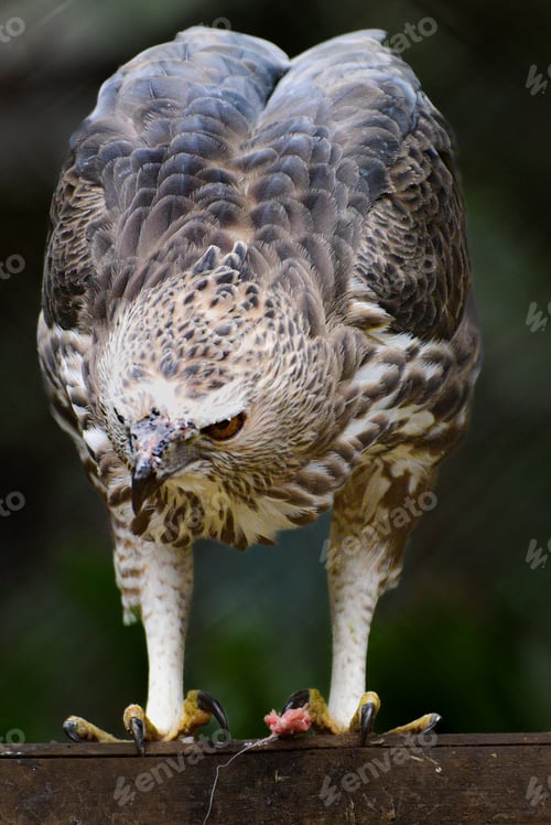 Preview: The Changeable Hawk is waiting for prey