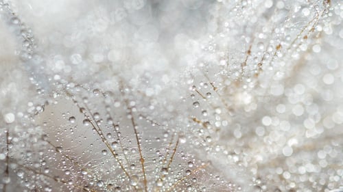 Preview: Beautiful dew drops on dandelion seed macro. Water drops on parachutes dandelion.