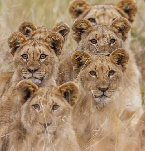 Preview: African Lion