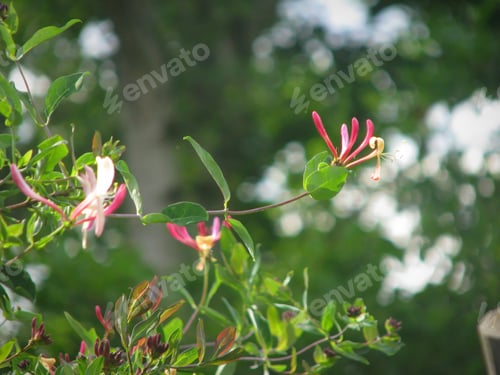 Preview: Pink Honeysuckle buds and flowers in a garden, Lonicera Etrusca Santi Caprifolium
