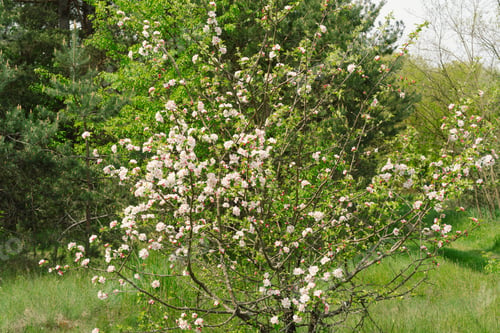 Preview: Beautiful white flowers on a branch of an apple tree against the background of a blurred garden