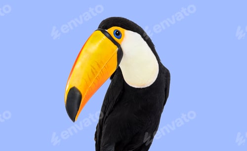 Preview: Head shot of a Toucan toco on violet background