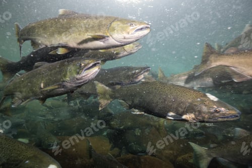 Preview: Salmon Spawning. Underwater in a River