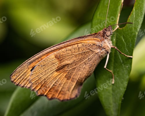 Preview: Beautiful brown butterfly perched on a vibrant green leaf. Hyponephele lycaon, dusky meadow brown.