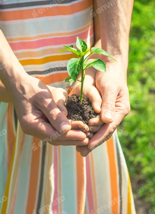 Preview: A child with his father plant a nursery garden. Selective focus.