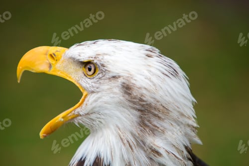 Preview: Closeup of an American Bald Eagle in Ecuador