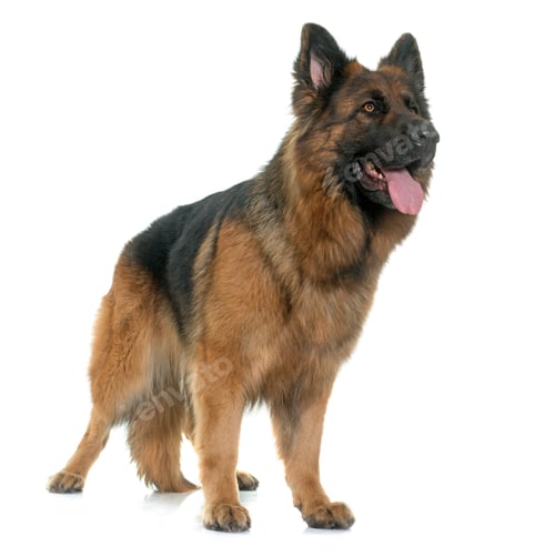 Preview: adult german shepherd
