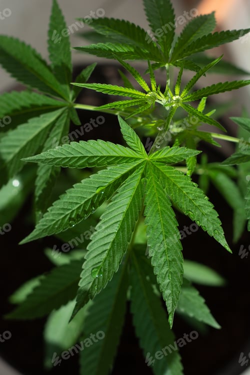 Preview: Marijuana plant. Plant at 5 weeks of cultivation. I grow at home. Medicinal plant.