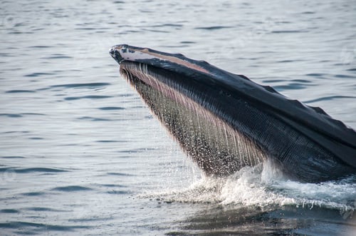Preview: Humpback whale feeding on water surface, Provincetown, Massachusetts, USA
