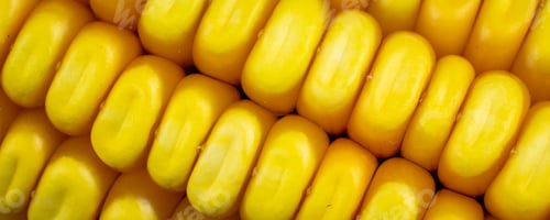 Preview: yellow corn kernels with visible details. background or texture