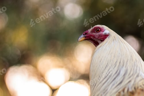 Preview: Closeup shot of a white rooster in the outdoor