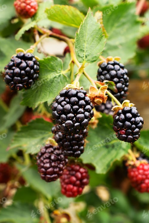 Preview: Ripe Blackberries Ready for Picking